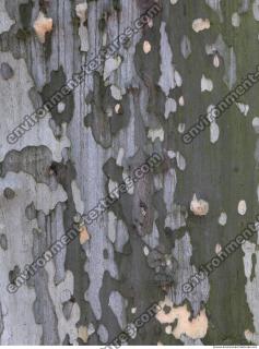 Tree Bark 0034
